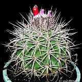 Melocactus curvispinus (el saco) Isla Margarita VZ ®JB coll.JPG